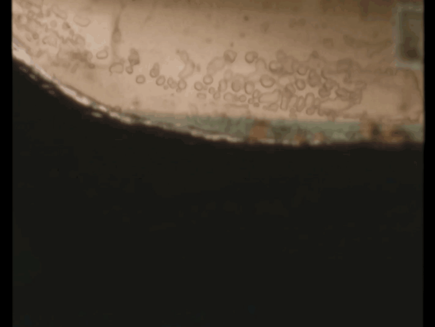 ARCHIVE - FILM TEXTURES - moonbear.shop