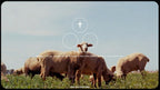 Portal - Minimalist Text Presets - moonbear.shop